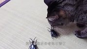 家里惊现大蟑螂，喵星人看到后啥反应？一定憋住别笑