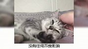 宠物冷知识：猫咪不能吃的东西有哪些？