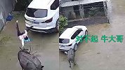 小孩逗疯牛被挑飞哭求“牛大哥”放过 警方:守了一夜,还在找牛