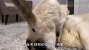 猫咪给金毛按摩，狗子舒服的都要睡着了，场面萌翻了