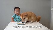 柴犬妈妈跟宝宝抢玩具，小柴犬举动太好玩，看完笑翻了