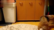 [搞笑]天才狗狗和主人玩接球游戏