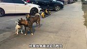 不同小狗打架名场面，笑不活了