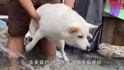柴犬被带去泡温泉，主人差点崩溃，场面笑爆了