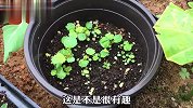 在家沉浸式种植草莓，用一颗吃剩的草莓就能种成功，既解压又好玩