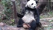 熊猫：竹子已经吃够了，今天来尝尝熊腿！场面笑爆了