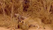 幼狮巧遇死亡猎物，谁料食物却有主，直接吓得拼命溜走