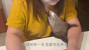 水獭趁主人不在，偷偷玩电脑，场面笑爆了