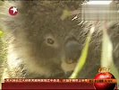 澳大利亚森林变牧场考拉可能成濒危物种