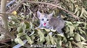 原以为只是普通的小奶猫，当看到它身上的锁链，小哥心痛不已