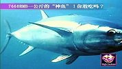 玩到哪吃到哪-7660RMB一公斤的神鱼-你敢吃吗