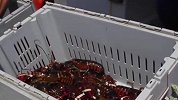 湖北小龙虾日销超650吨 销往全国360多个城市