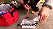 小狗被人用胶带捆绑，丢弃在垃圾桶里奄奄一息，暖心小伙出手相助