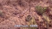 黑熊趴着喝水，老虎靠近准备伏击，下一秒却害怕了！