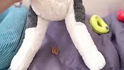 主人把食物藏起来，哈士奇能成功吃到吗？场面笑爆了