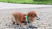 主人带柴犬去散步，走半道死活不肯走了，原因让人哭笑不得
