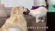 金毛把猫咪当成自己孩子，睡觉都要黏在一起，太暖了