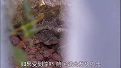 响尾蛇毒性有多强？只要被它咬一口，截肢都不足为奇