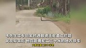 男子驾车回家遇眼镜王蛇直立拦路：对视20多秒才走，当时很紧张