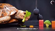 小乌龟干饭太治愈，八个菜吃完还意犹未尽！