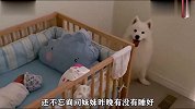 萨摩化身带娃小能手，换尿布喂奶样样精通，简直是上天派来的选手