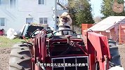 巴哥犬真是多才多艺，会开拖拉机是我没想到的，还不用开工资