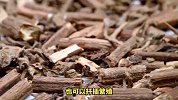 藿香的养殖方法和注意事项