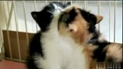 两个猫猫亲热