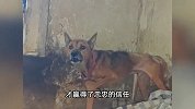 老人家中去世，狗狗不吃不喝守护，被带走时默默流泪，居委会回应