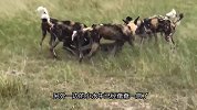 野狗群疯狂攻击水牛群，牛群防线瞬间崩塌，5头小牛惨遭分食