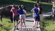 疯狂作死惹怒野牛，野牛发狂冲向众人，结果会怎么样？