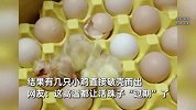 “秋老虎”有多猛！鸡蛋运输中直接孵出崽，网友：“毛蛋”过期了
