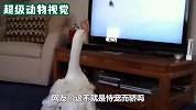 大鹅跟主人撒娇要抱抱，这时狗狗也来凑热闹，大鹅瞬间怒了