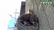 不速之客闯入鸟巢，直接叼走一只小幼鸟，镜头拍下这一幕