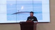 国内首次拍摄到布氏鲸水下影像 体重可达15吨