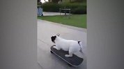 狗狗也疯狂！汪星人踩着滑板体验自由的感觉