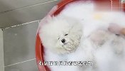 别的宠物洗澡都是挣扎反抗，这只是怎么回事？场面笑爆了