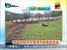 怕羊的牧羊犬看到羊群落荒而逃