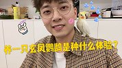 现在年轻人流行养鸟？老白告诉你养玄凤鹦鹉是种什么体验！