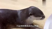 小水獭没吃饱，抱着铲屎官让加饭，场面太好玩了