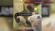 女子在动物园遭猴子反向投喂！猴子听懂人话为其拿了2块苹果，网友：饲养员没有发现吧