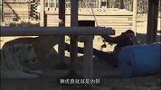 本以为老虎和饲养员开玩笑，谁知下一秒意外发生，男子直接被拖走