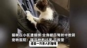 宠物医院回应猫被射中数箭死亡：被射10支箭，送来时已昏迷，已报警