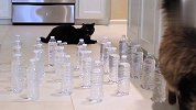 主人摆下矿泉水大阵！猫和狗能挑战成功吗？场面笑爆了
