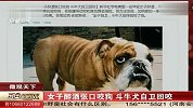 热点-女子醉酒张口咬狗-斗牛犬自卫回咬