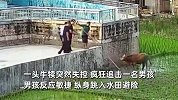 男孩遭牛犊追击跳入水田，疯牛飞扑而下狂追不止，惊险全程曝光