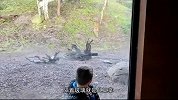 男孩背对老虎拍照，接下来请憋住别笑，这老虎也太皮了吧
