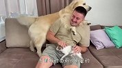 主人抱着猫咪宠爱有加，金毛看后气不打一处来，结局笑爆了