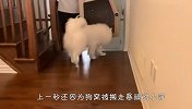 看到狗窝被主人搬走，萨摩耶坐不住了，下一秒笑爆了