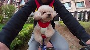 宠物双肩包，带狗狗骑自行车逛小区！珍妮-谁把我小扶手偷走了！